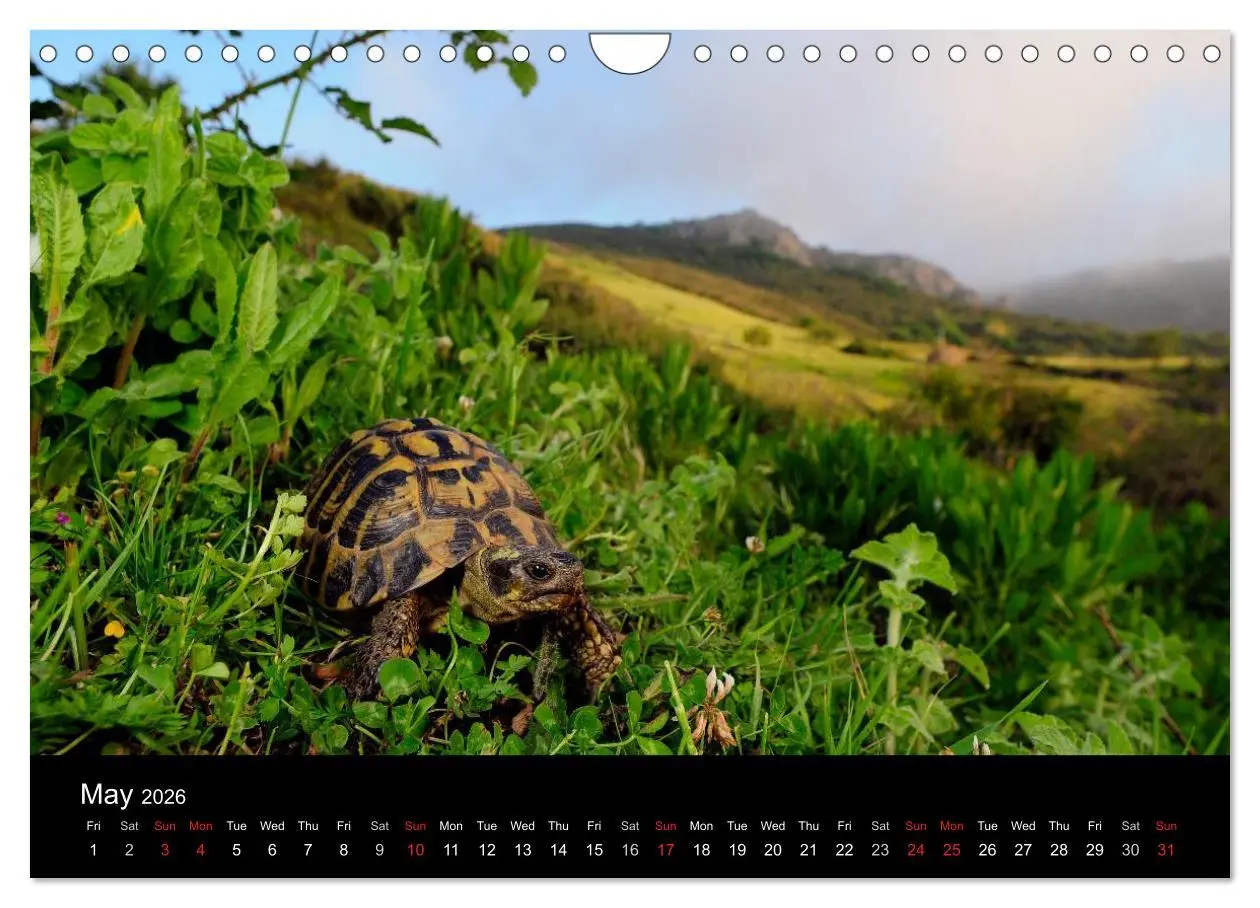 Bild: 9783516583786 | European Tortoises / UK-Version (Wall Calendar 2026 DIN A4...