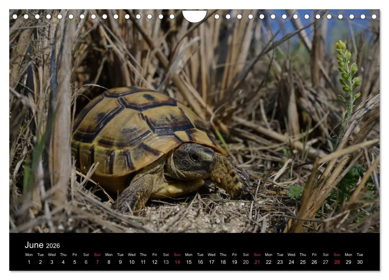 Bild: 9783516583786 | European Tortoises / UK-Version (Wall Calendar 2026 DIN A4...