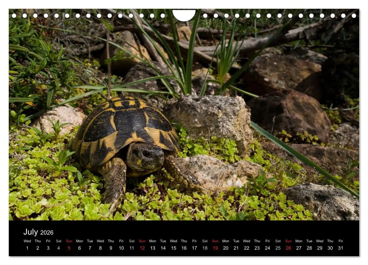 Bild: 9783516583786 | European Tortoises / UK-Version (Wall Calendar 2026 DIN A4...