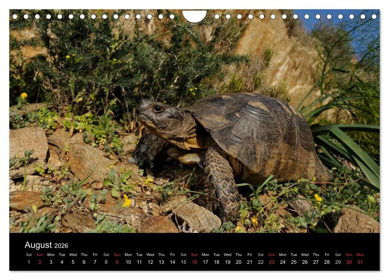 Bild: 9783516583786 | European Tortoises / UK-Version (Wall Calendar 2026 DIN A4...