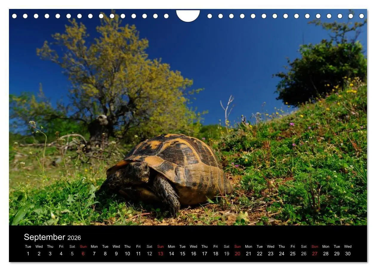 Bild: 9783516583786 | European Tortoises / UK-Version (Wall Calendar 2026 DIN A4...