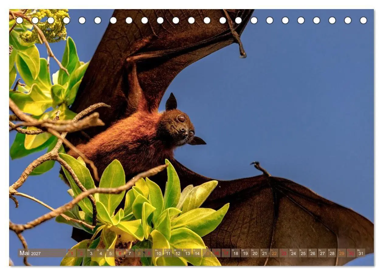 Bild: 9783516963786 | Malerische Malediven (Tischkalender 2027 DIN A5 quer), CALVENDO...