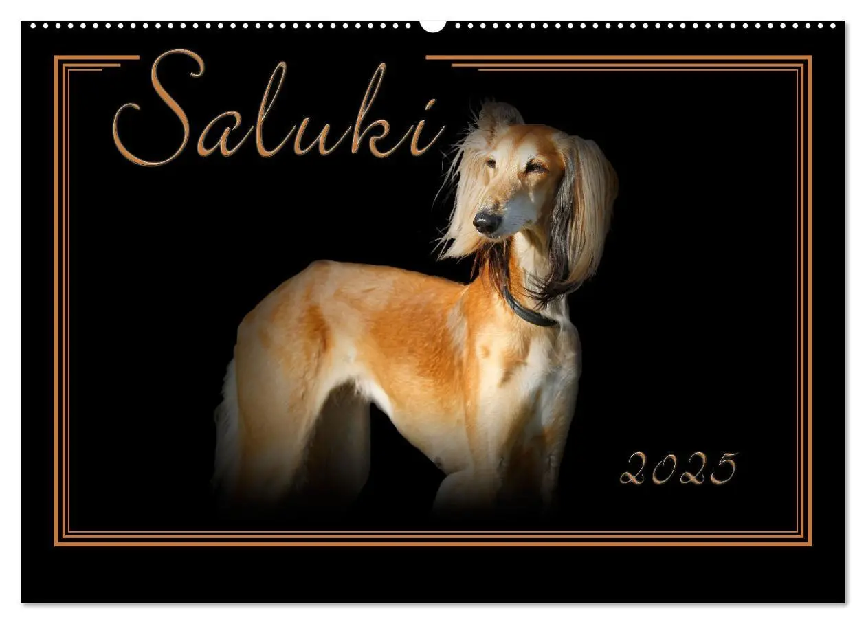 Cover: 9783383823886 | Saluki 2025 (Wandkalender 2025 DIN A2 quer), CALVENDO Monatskalender