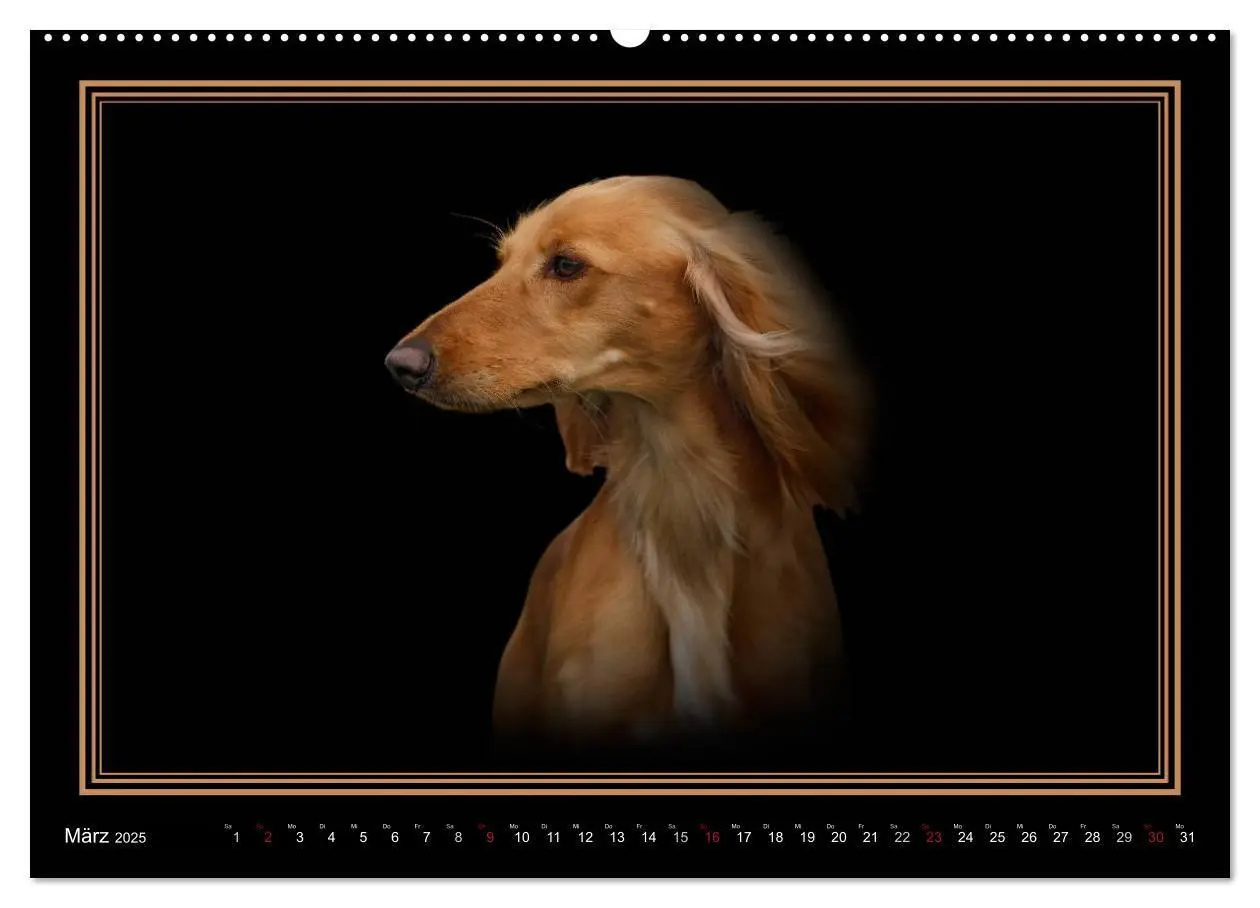 Bild: 9783383823886 | Saluki 2025 (Wandkalender 2025 DIN A2 quer), CALVENDO Monatskalender