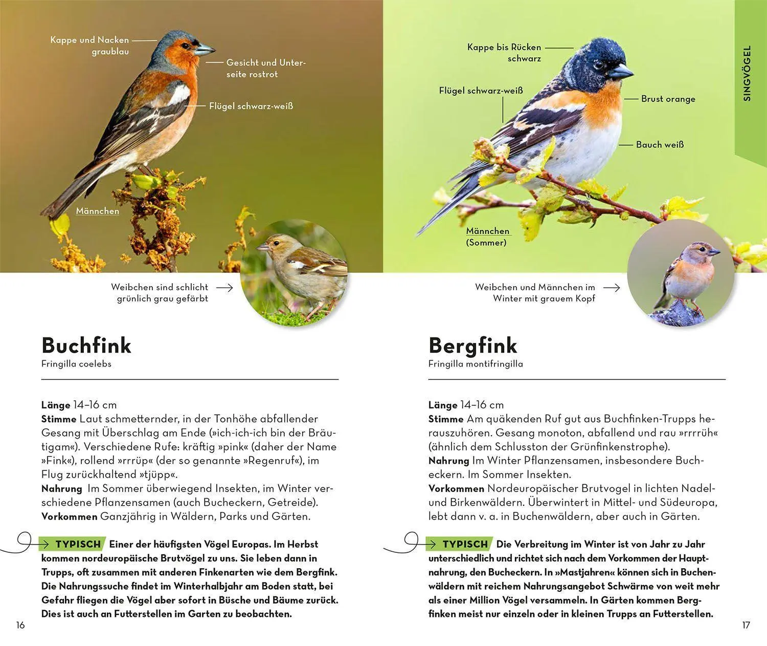 Bild: 9783440173886 | BASIC Gartenvögel | Volker Dierschke | Taschenbuch | 128 S. | Deutsch
