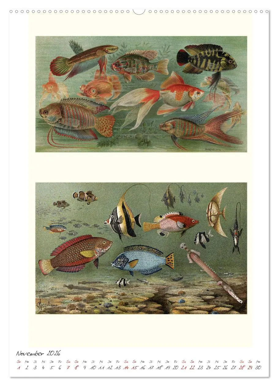Bild: 9783516403886 | Formenspiele der Evolution. Chromolithographien des 19....