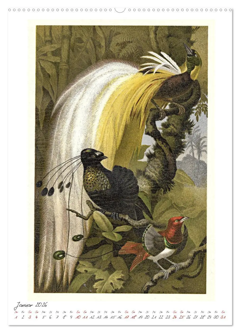 Bild: 9783516403886 | Formenspiele der Evolution. Chromolithographien des 19....
