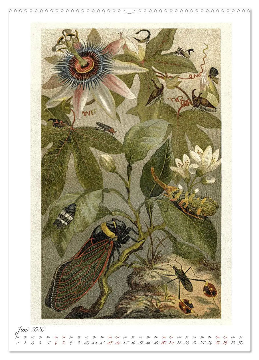 Bild: 9783516403886 | Formenspiele der Evolution. Chromolithographien des 19....
