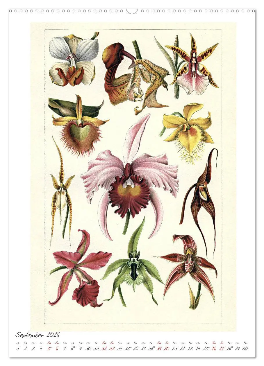 Bild: 9783516403886 | Formenspiele der Evolution. Chromolithographien des 19....