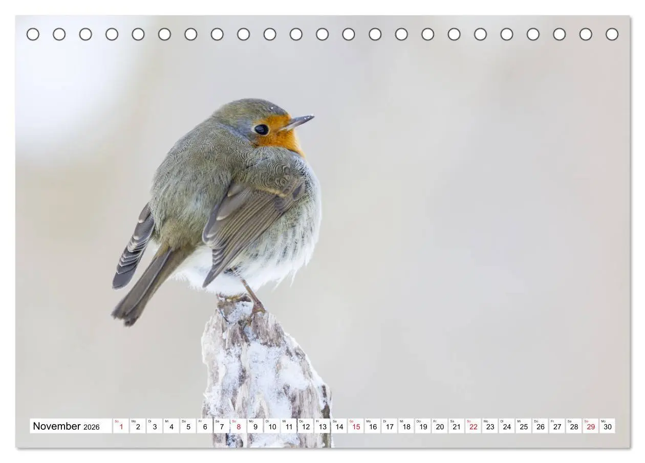 Bild: 9783457674086 | Geliebtes Rotkehlchen (Tischkalender 2026 DIN A5 quer), CALVENDO...