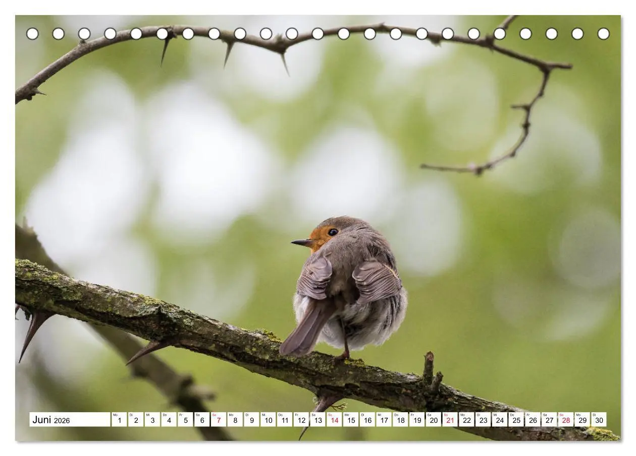 Bild: 9783457674086 | Geliebtes Rotkehlchen (Tischkalender 2026 DIN A5 quer), CALVENDO...