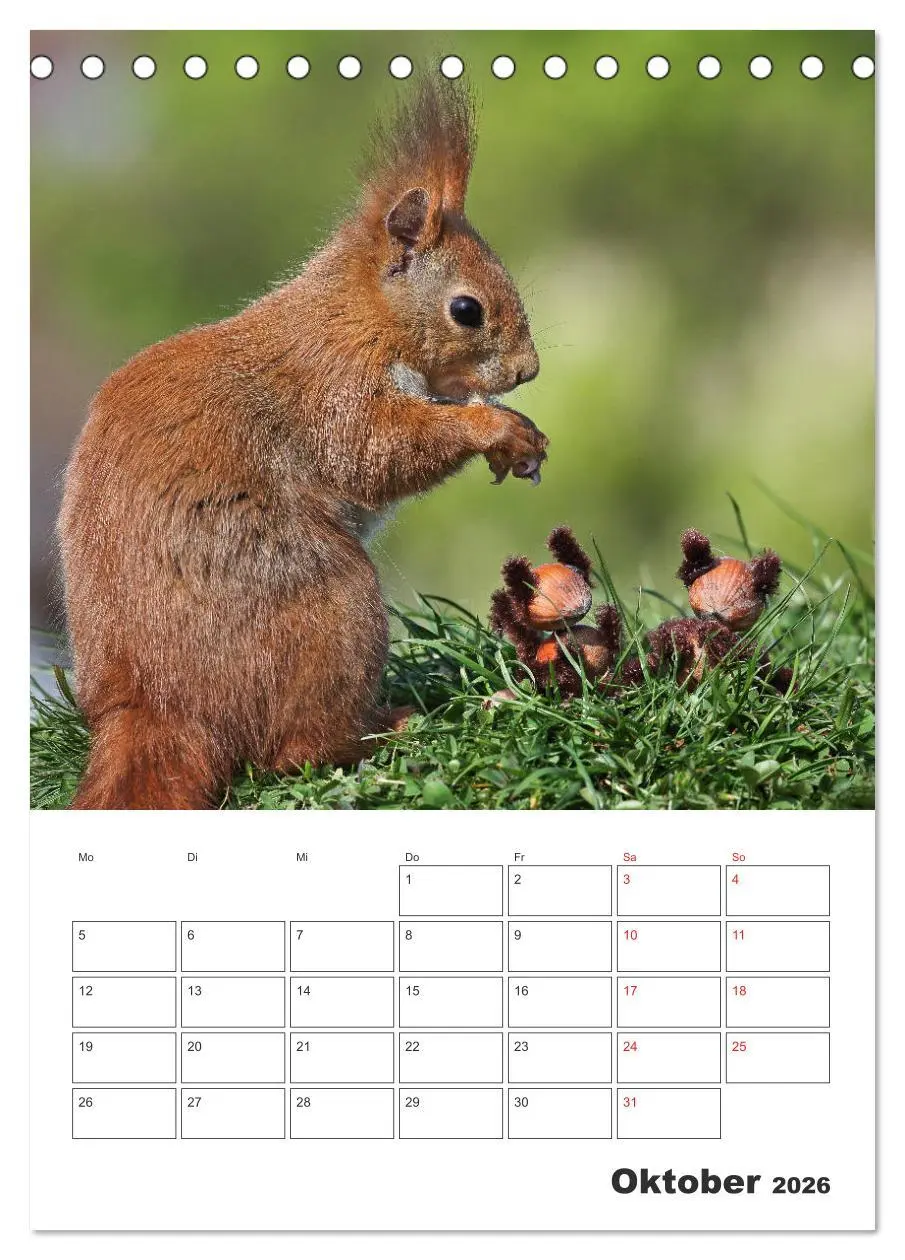 Bild: 9783516384086 | Eichhörnchen Luna (Tischkalender 2026 DIN A5 hoch), CALVENDO...