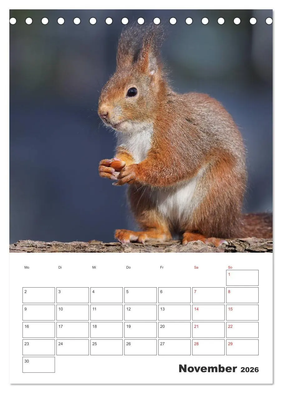 Bild: 9783516384086 | Eichhörnchen Luna (Tischkalender 2026 DIN A5 hoch), CALVENDO...