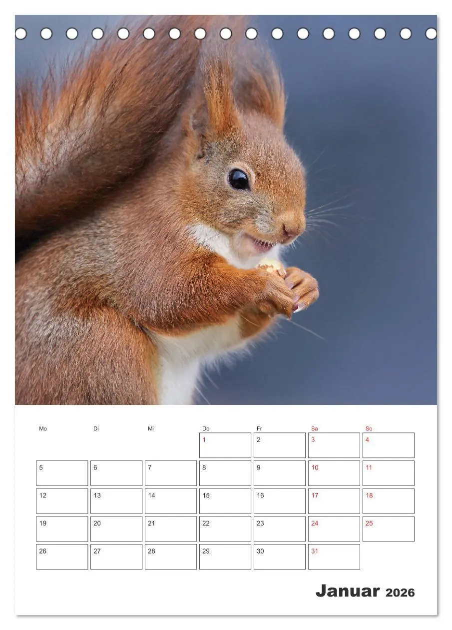 Bild: 9783516384086 | Eichhörnchen Luna (Tischkalender 2026 DIN A5 hoch), CALVENDO...