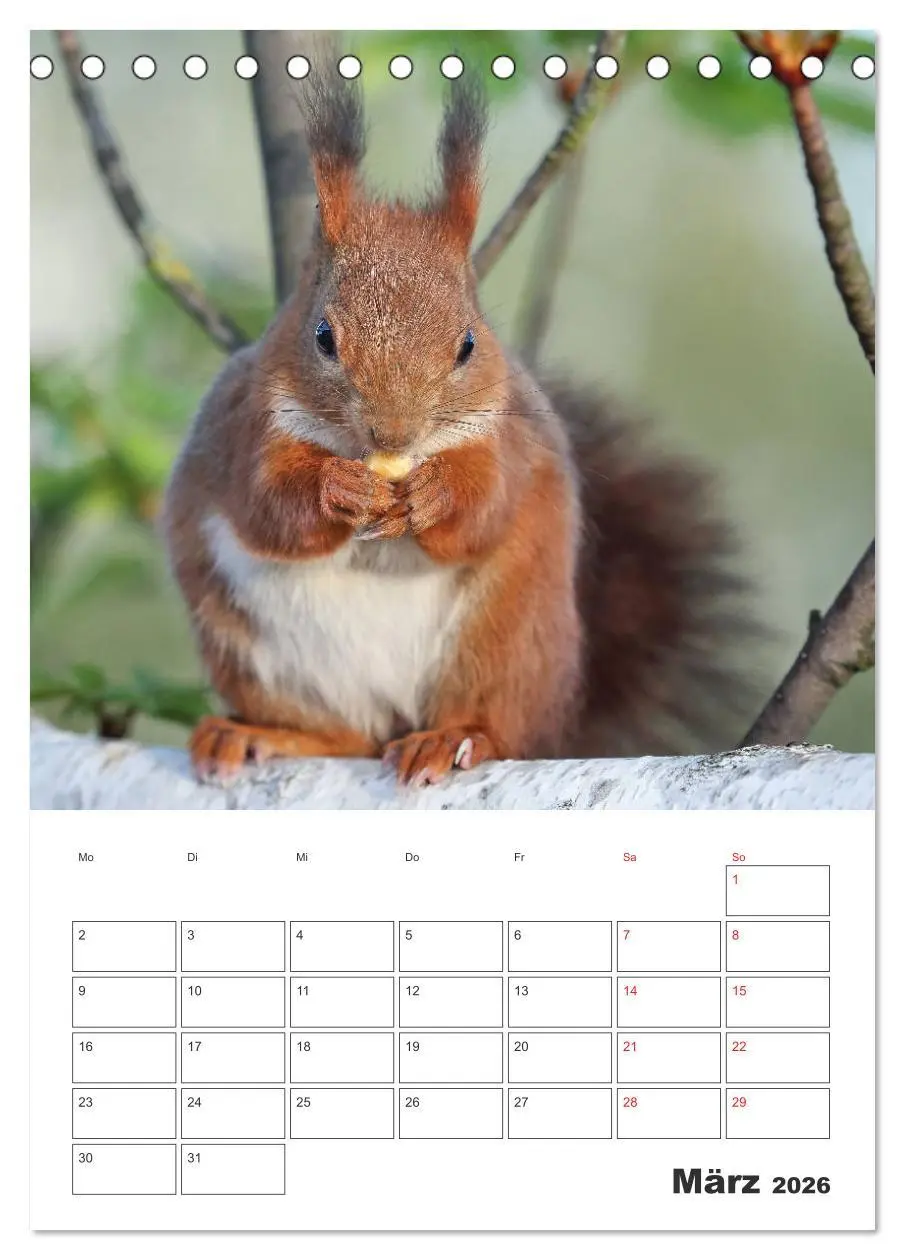 Bild: 9783516384086 | Eichhörnchen Luna (Tischkalender 2026 DIN A5 hoch), CALVENDO...