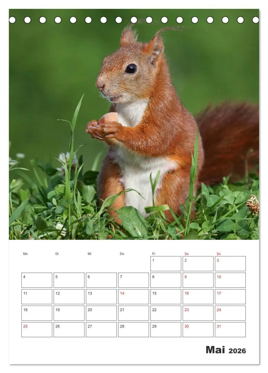 Bild: 9783516384086 | Eichhörnchen Luna (Tischkalender 2026 DIN A5 hoch), CALVENDO...