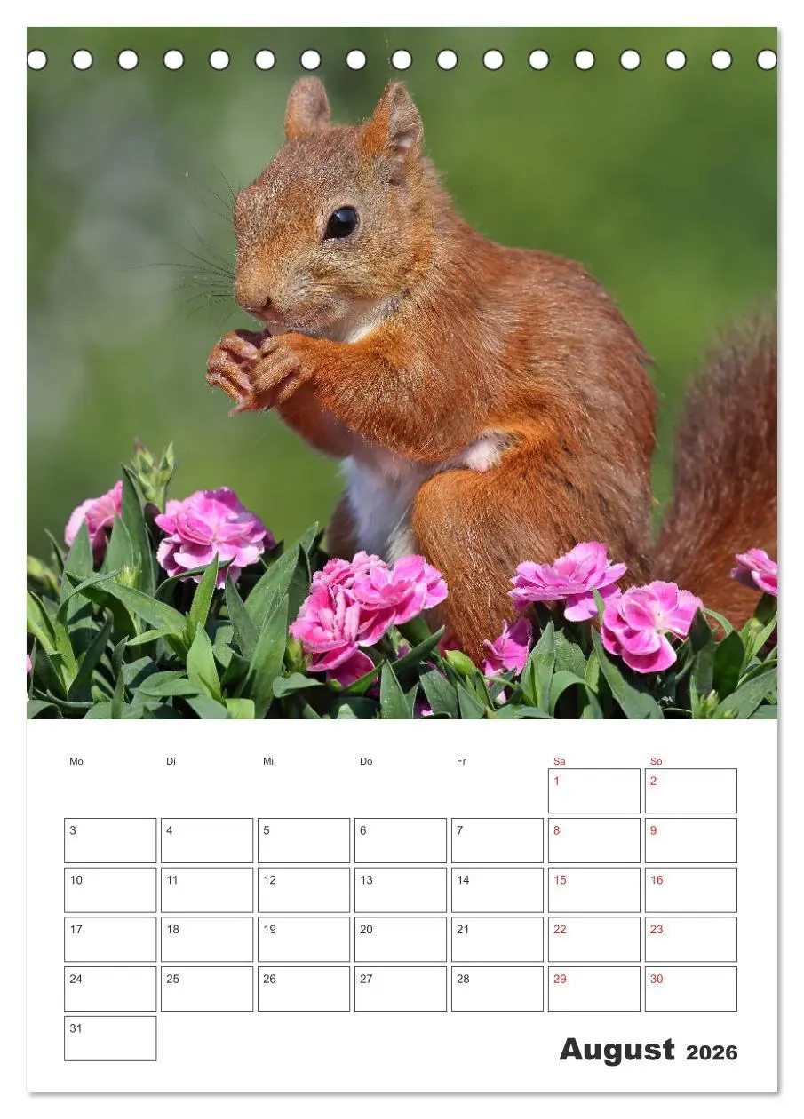 Bild: 9783516384086 | Eichhörnchen Luna (Tischkalender 2026 DIN A5 hoch), CALVENDO...