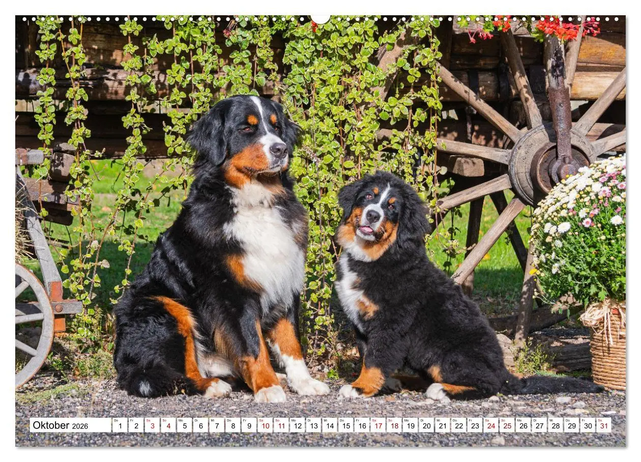 Bild: 9783457414286 | Berner Sennenhund - Eine Liebe für´s Leben (hochwertiger Premium...