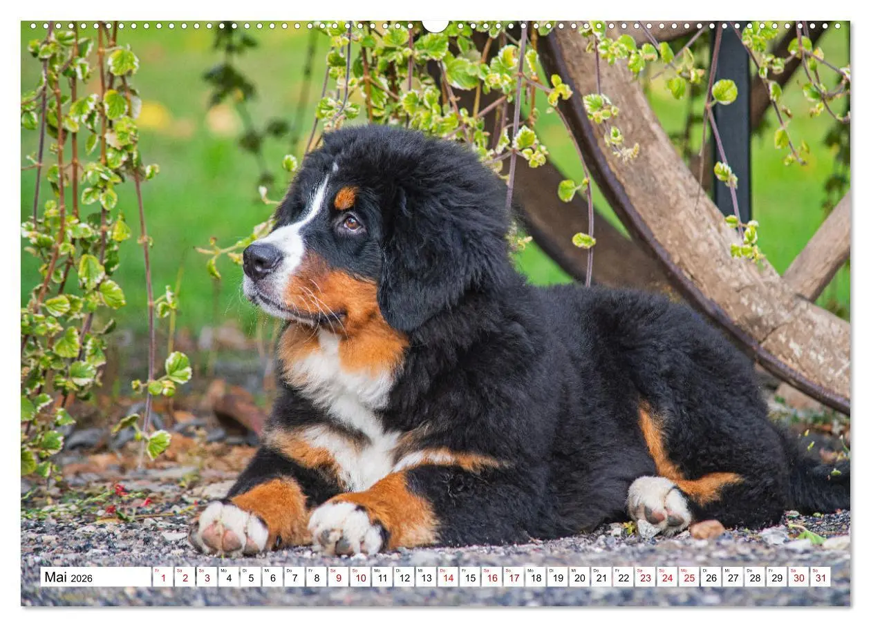 Bild: 9783457414286 | Berner Sennenhund - Eine Liebe für´s Leben (hochwertiger Premium...