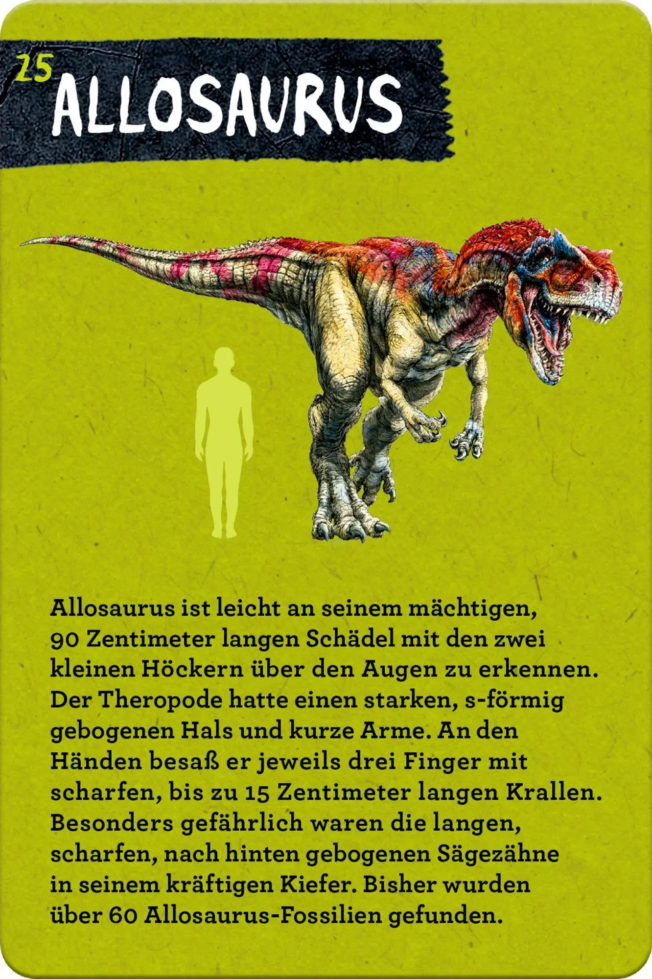Bild: 9783649644286 | 50 Dinosaurier | Barbara Wernsing | Lehr-, Lern-, Bildkarten | Deutsch
