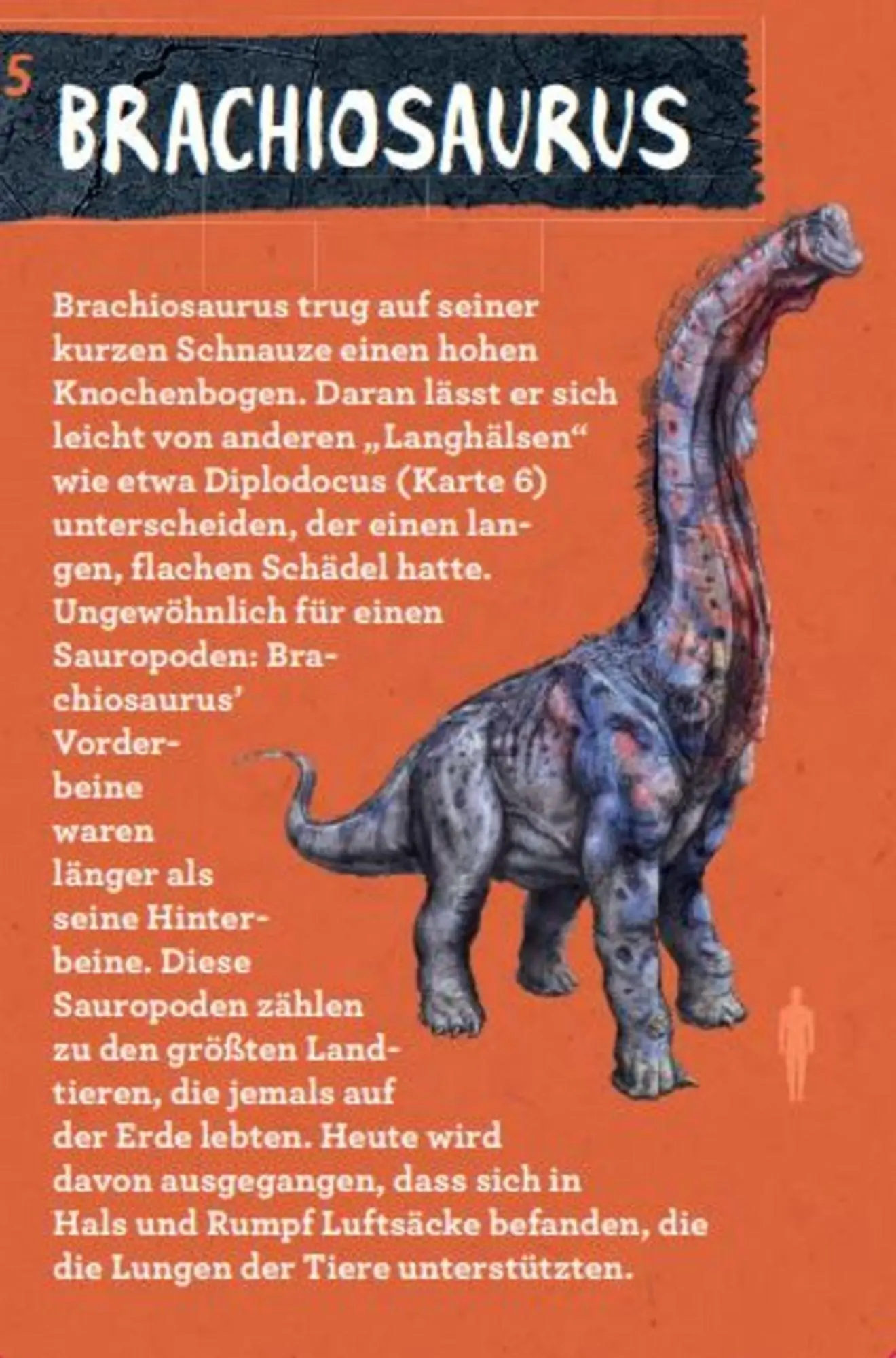 Bild: 9783649644286 | 50 Dinosaurier | Barbara Wernsing | Lehr-, Lern-, Bildkarten | Deutsch