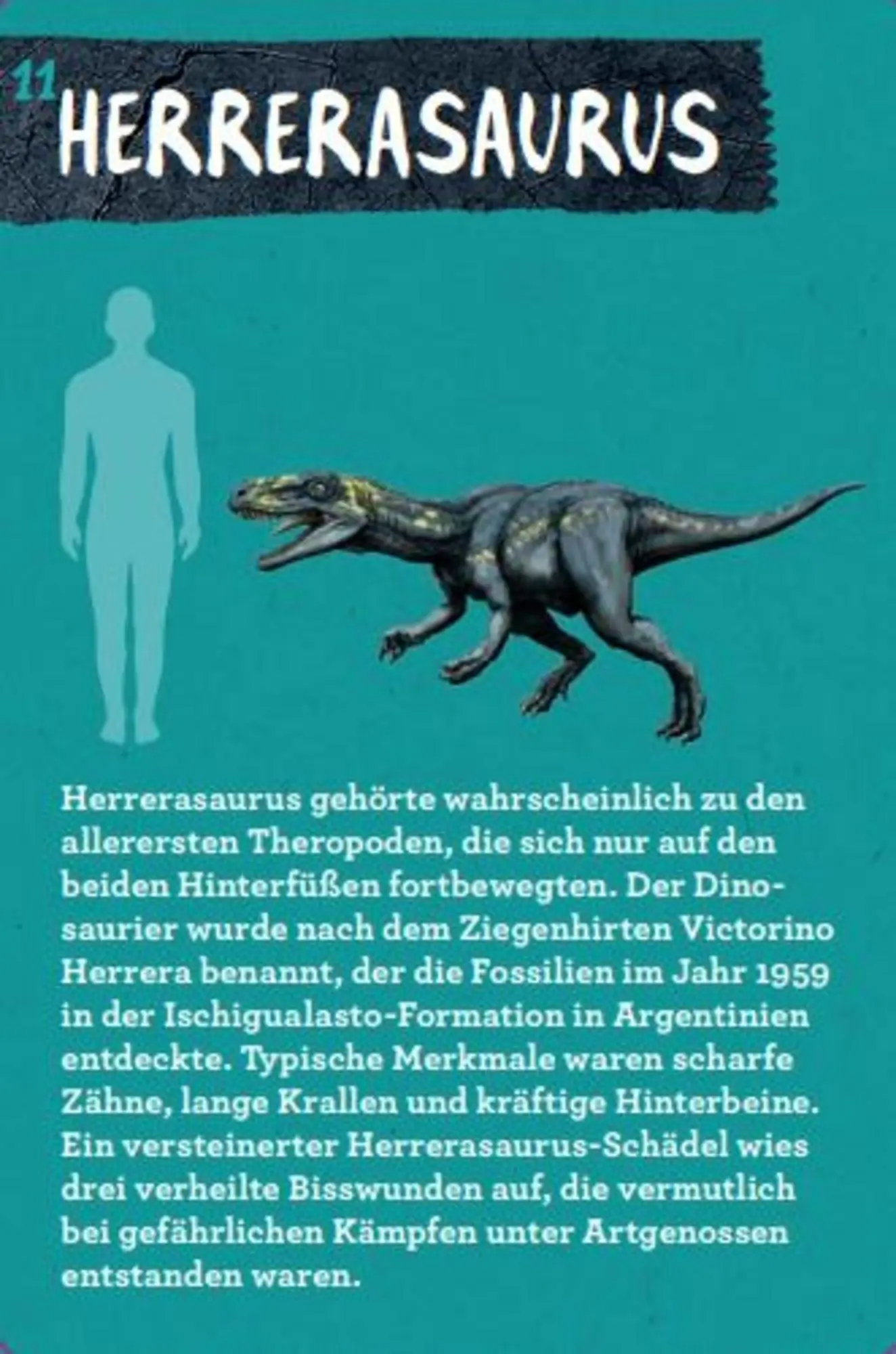 Bild: 9783649644286 | 50 Dinosaurier | Barbara Wernsing | Lehr-, Lern-, Bildkarten | Deutsch