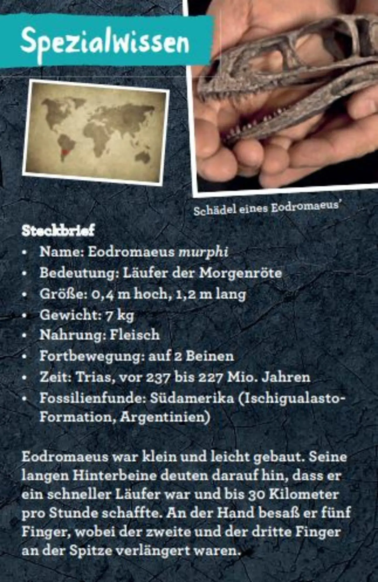 Bild: 9783649644286 | 50 Dinosaurier | Barbara Wernsing | Lehr-, Lern-, Bildkarten | Deutsch