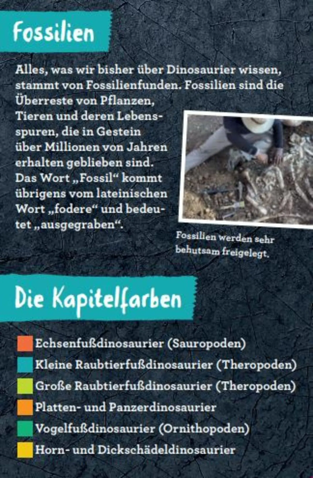 Bild: 9783649644286 | 50 Dinosaurier | Barbara Wernsing | Lehr-, Lern-, Bildkarten | Deutsch