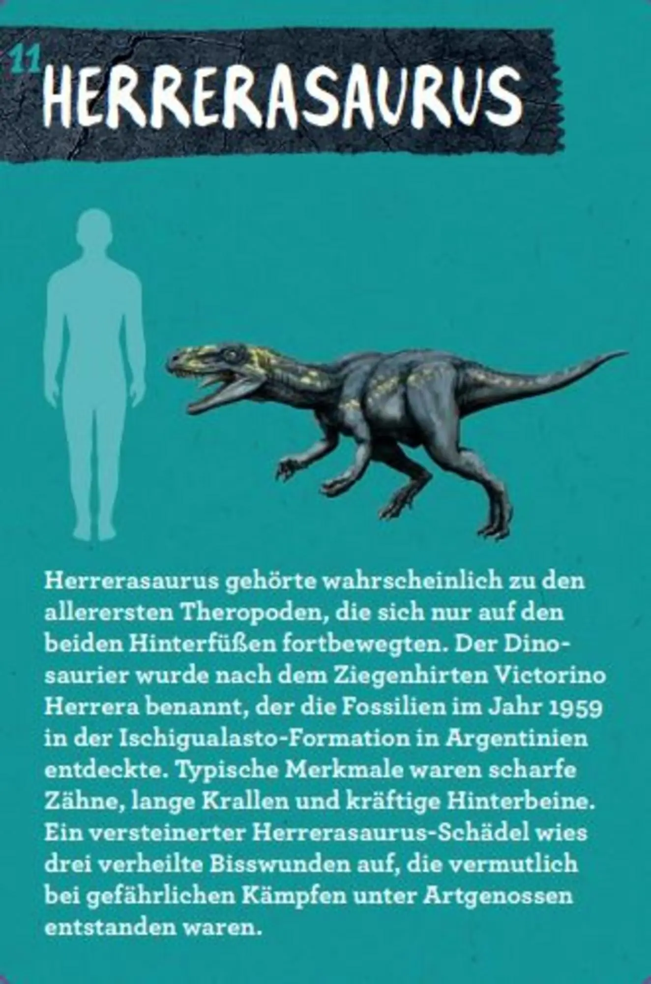Bild: 9783649644286 | 50 Dinosaurier | Barbara Wernsing | Lehr-, Lern-, Bildkarten | Deutsch