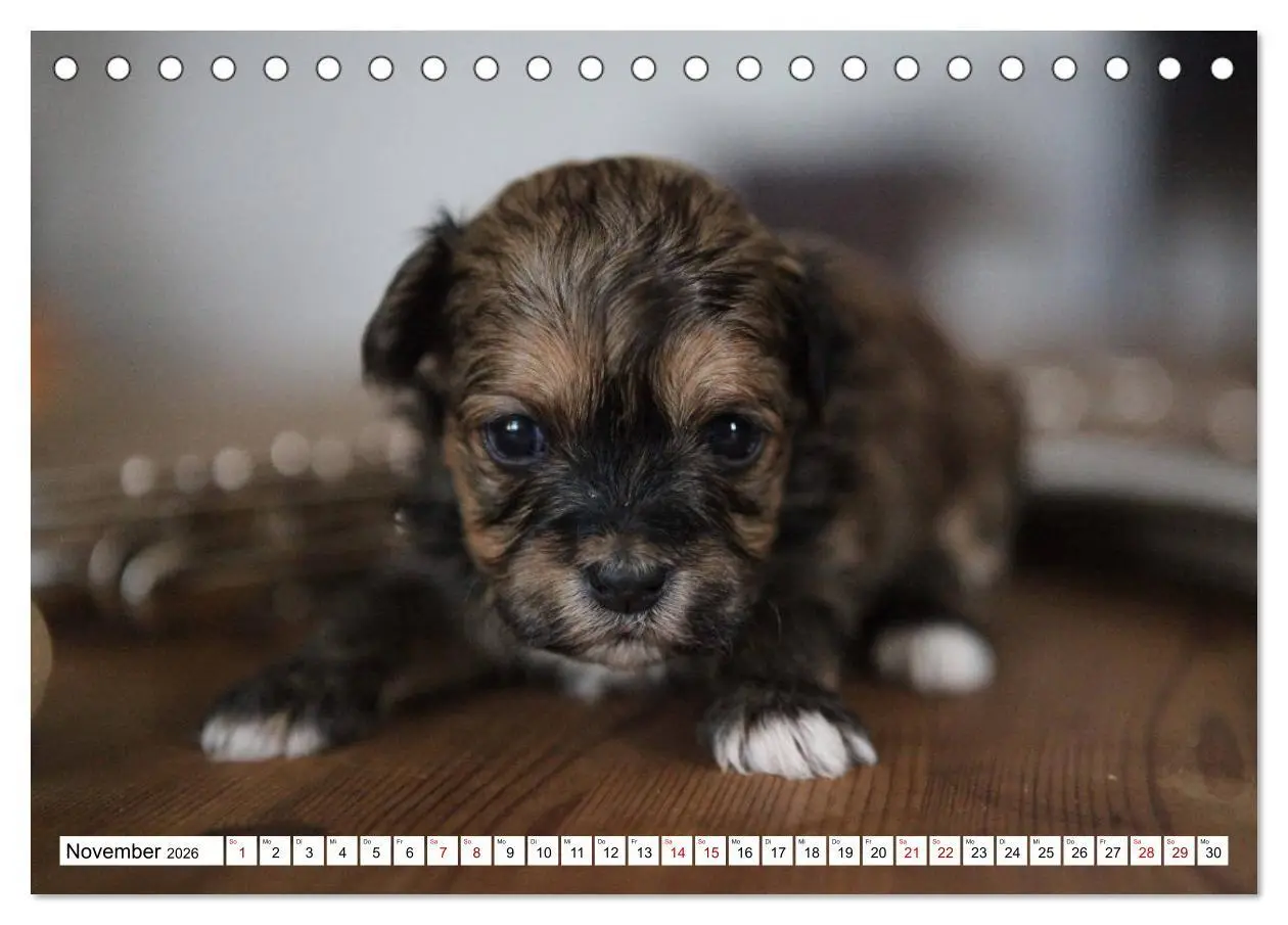 Bild: 9783457884386 | Bolonka Babykalender 2026 (Tischkalender 2026 DIN A5 quer),...