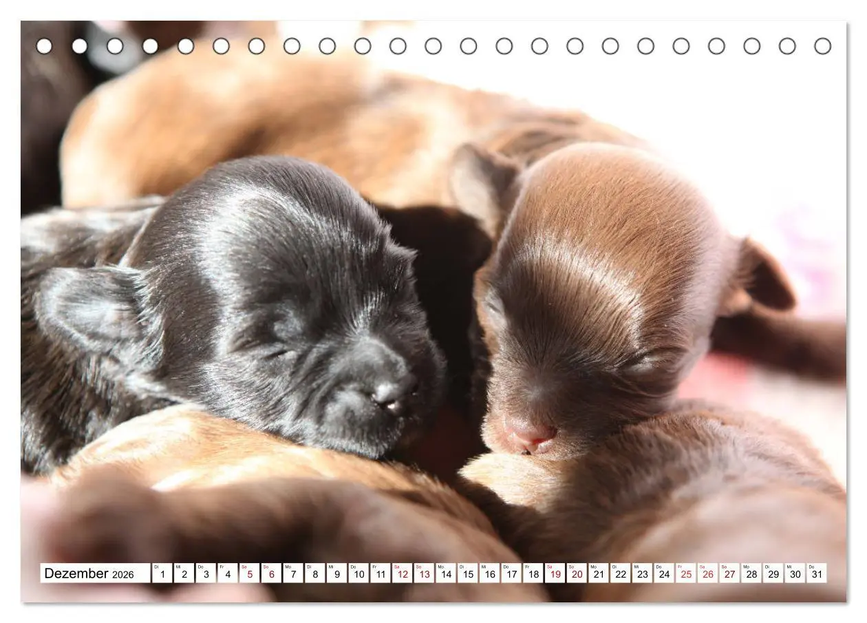 Bild: 9783457884386 | Bolonka Babykalender 2026 (Tischkalender 2026 DIN A5 quer),...