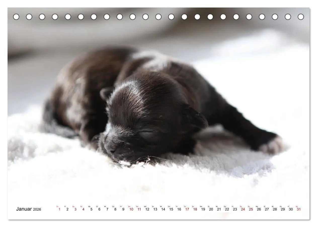Bild: 9783457884386 | Bolonka Babykalender 2026 (Tischkalender 2026 DIN A5 quer),...