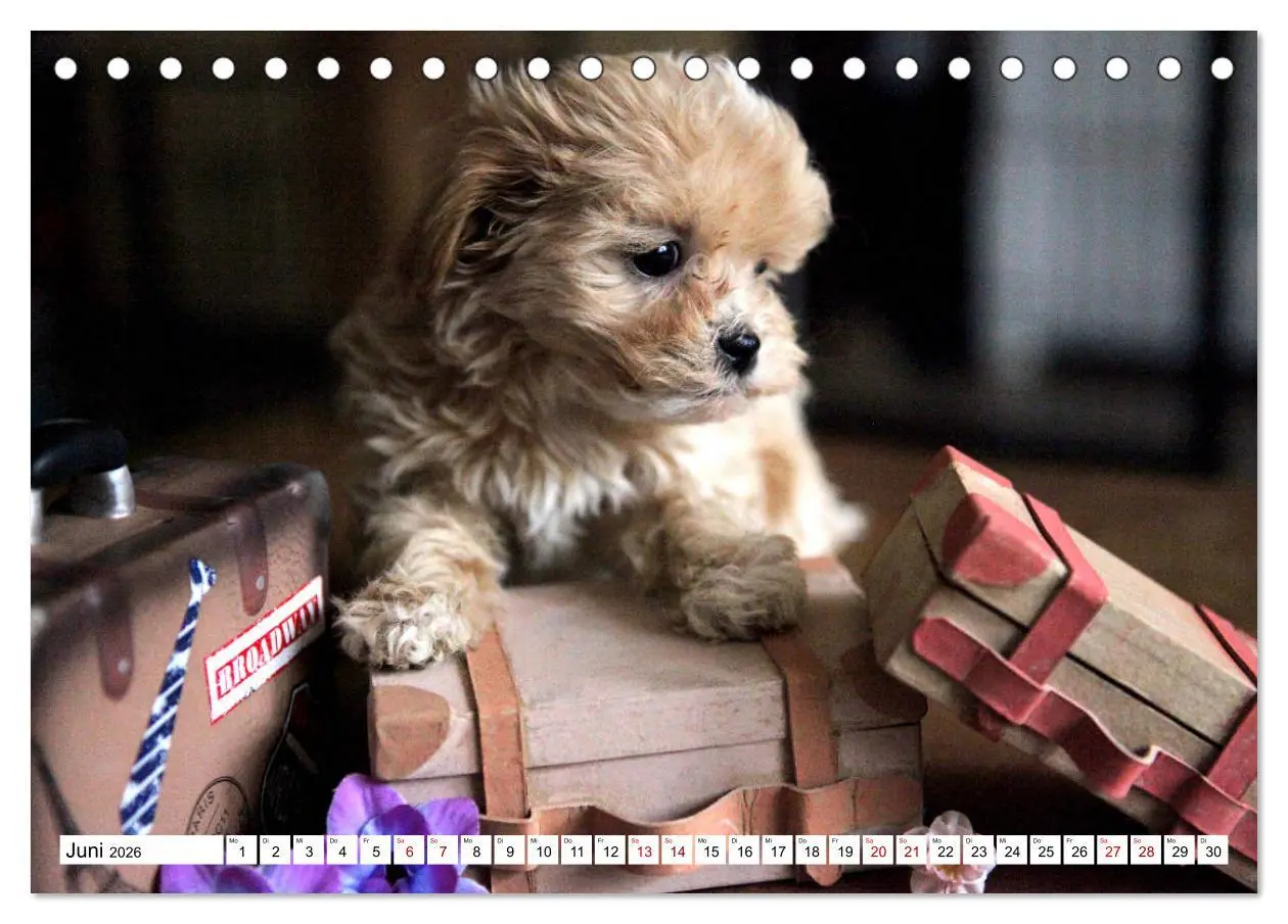 Bild: 9783457884386 | Bolonka Babykalender 2026 (Tischkalender 2026 DIN A5 quer),...