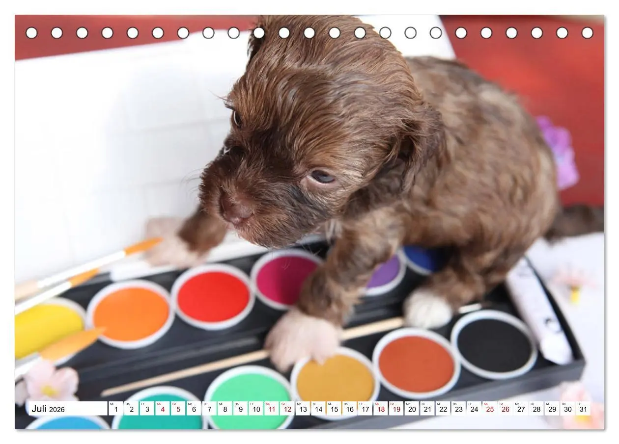 Bild: 9783457884386 | Bolonka Babykalender 2026 (Tischkalender 2026 DIN A5 quer),...