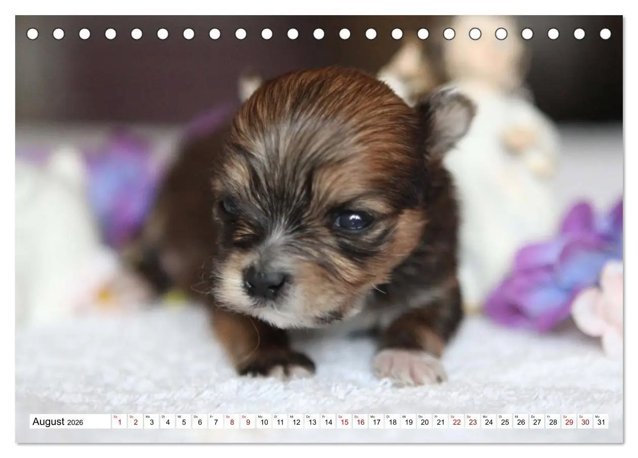 Bild: 9783457884386 | Bolonka Babykalender 2026 (Tischkalender 2026 DIN A5 quer),...