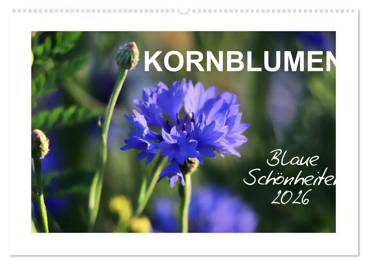 Cover: 9783457874486 | Kornblumen - Blaue Schönheiten (Wandkalender 2026 DIN A2 quer),...