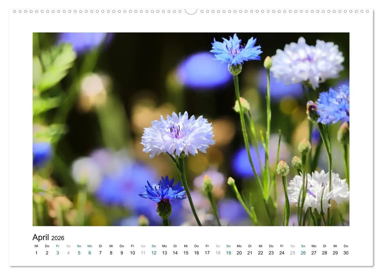 Bild: 9783457874486 | Kornblumen - Blaue Schönheiten (Wandkalender 2026 DIN A2 quer),...