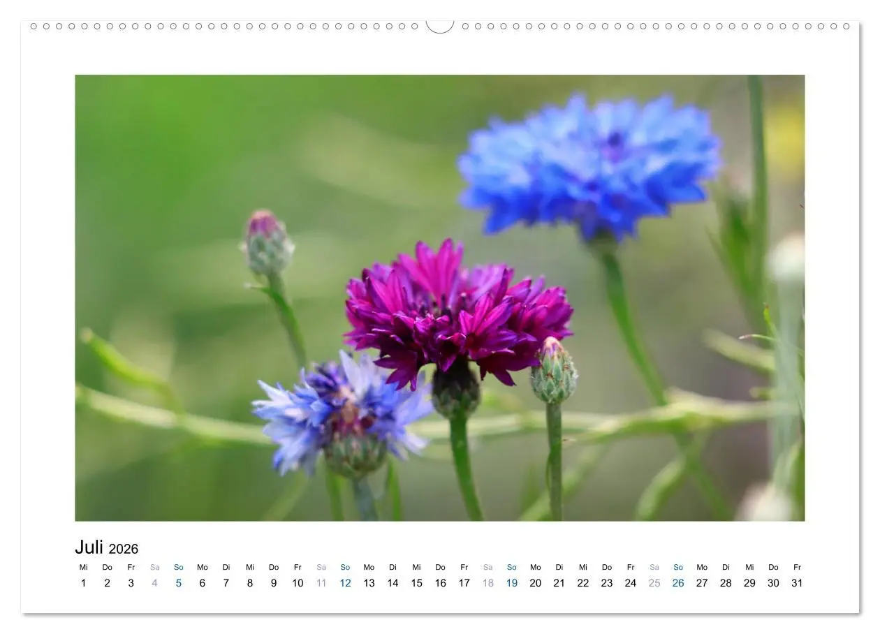 Bild: 9783457874486 | Kornblumen - Blaue Schönheiten (Wandkalender 2026 DIN A2 quer),...