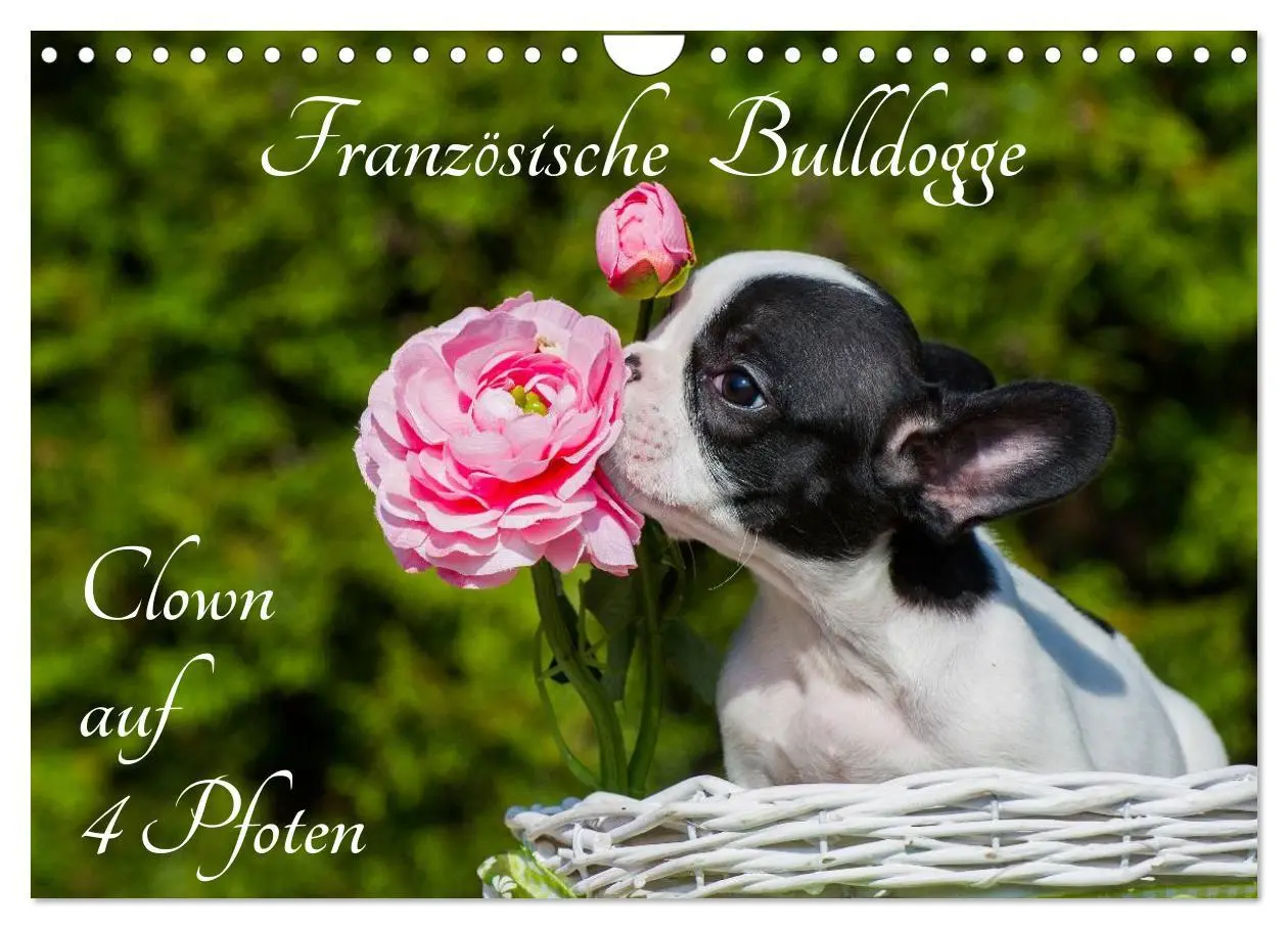 Cover: 9783516034486 | Französische Bulldogge - Clown auf 4 Pfoten (Wandkalender 2026 DIN...