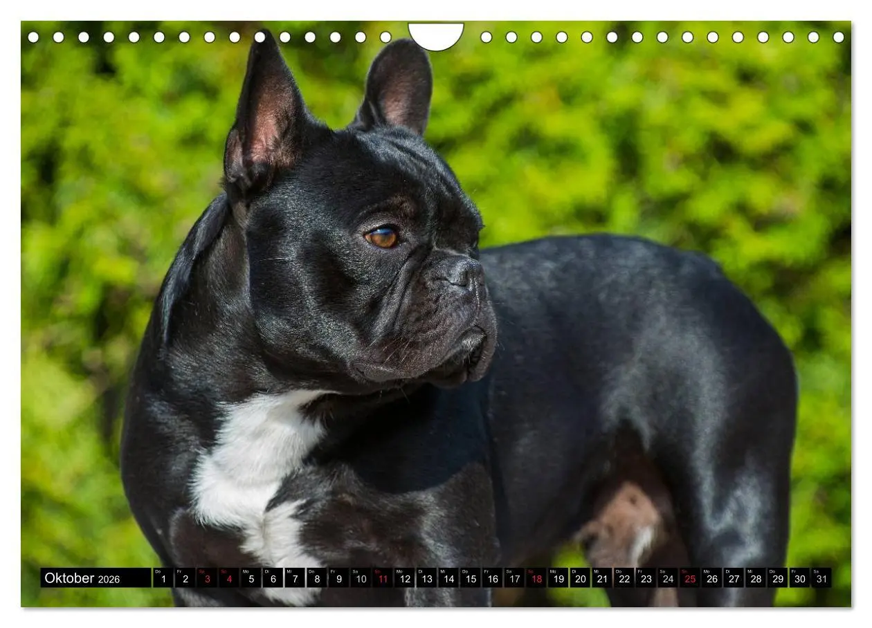 Bild: 9783516034486 | Französische Bulldogge - Clown auf 4 Pfoten (Wandkalender 2026 DIN...
