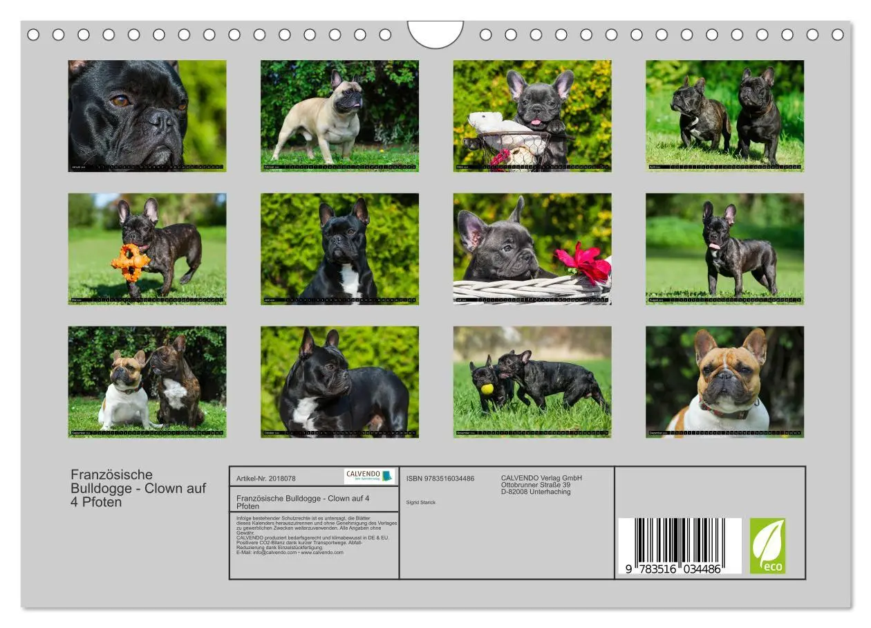 Bild: 9783516034486 | Französische Bulldogge - Clown auf 4 Pfoten (Wandkalender 2026 DIN...