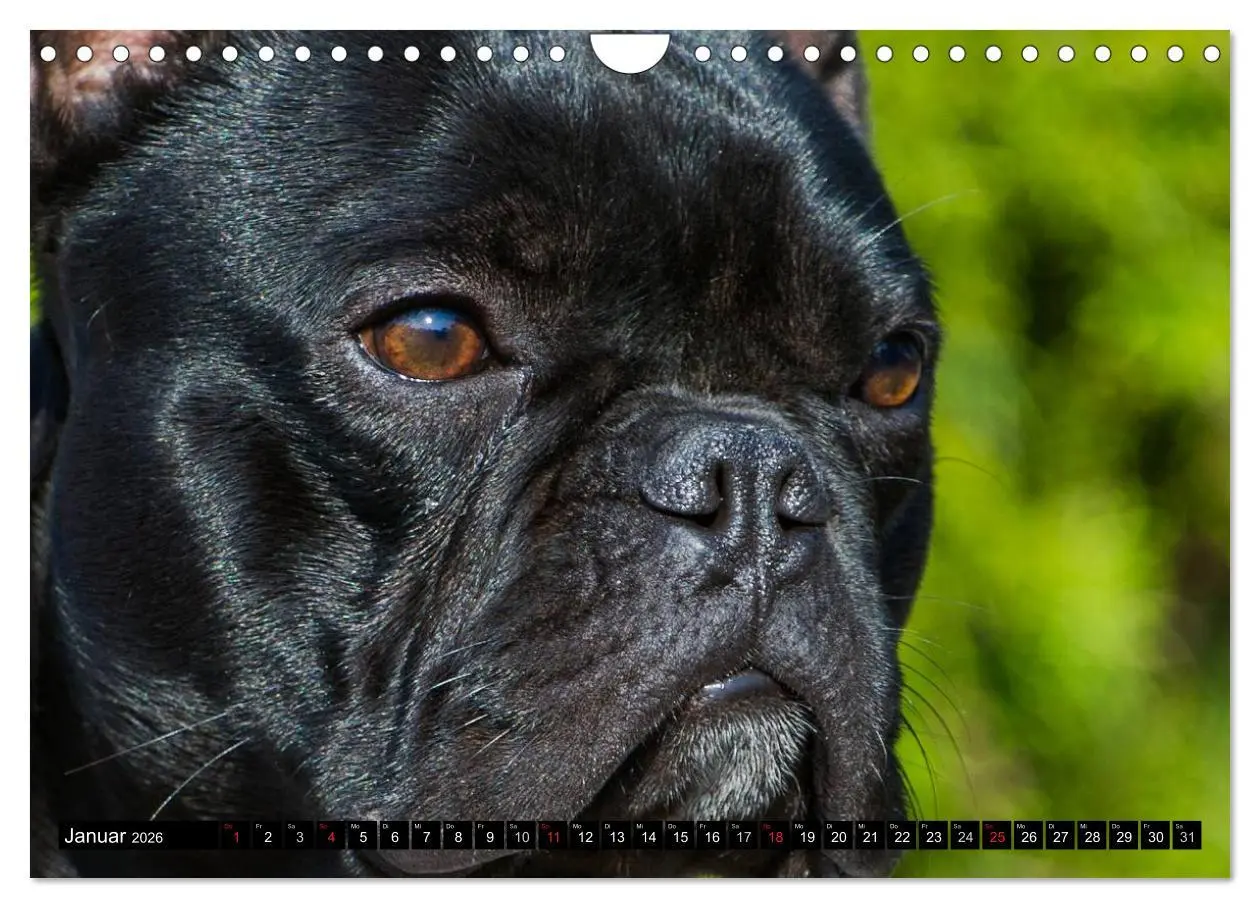 Bild: 9783516034486 | Französische Bulldogge - Clown auf 4 Pfoten (Wandkalender 2026 DIN...