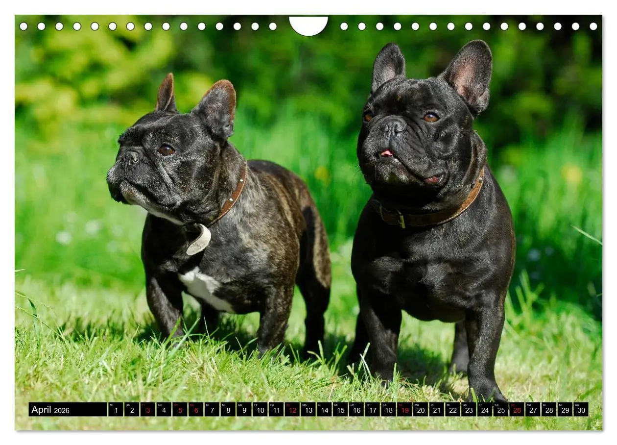 Bild: 9783516034486 | Französische Bulldogge - Clown auf 4 Pfoten (Wandkalender 2026 DIN...