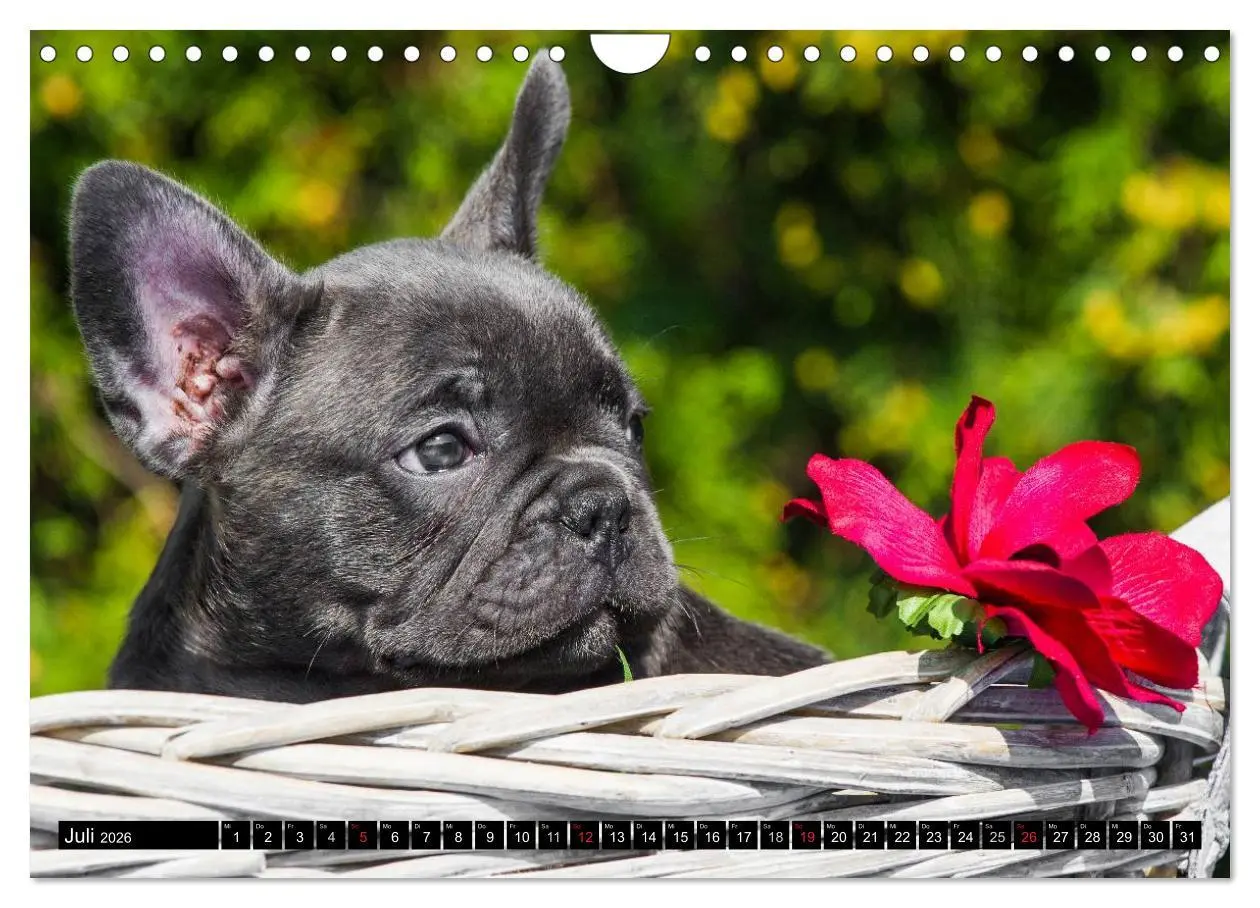 Bild: 9783516034486 | Französische Bulldogge - Clown auf 4 Pfoten (Wandkalender 2026 DIN...