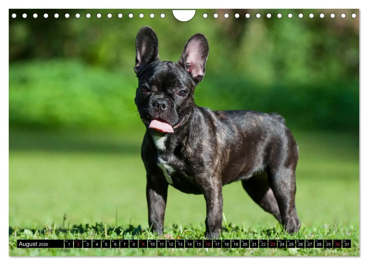 Bild: 9783516034486 | Französische Bulldogge - Clown auf 4 Pfoten (Wandkalender 2026 DIN...