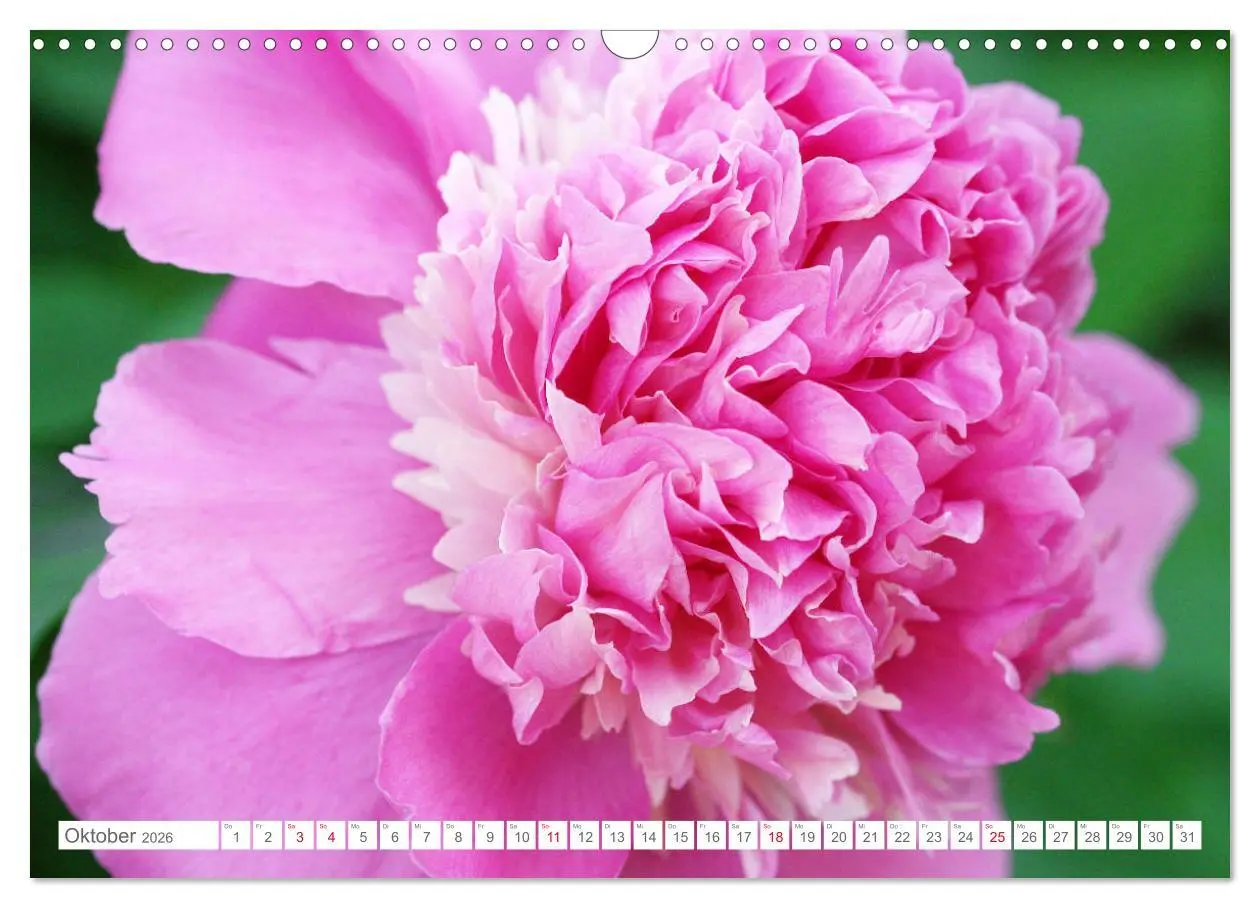 Bild: 9783457794586 | Pfingstrosenblüten (Wandkalender 2026 DIN A3 quer), CALVENDO...