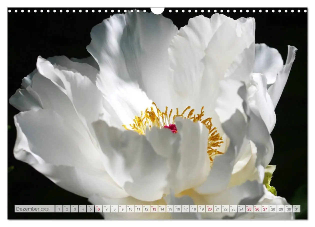 Bild: 9783457794586 | Pfingstrosenblüten (Wandkalender 2026 DIN A3 quer), CALVENDO...