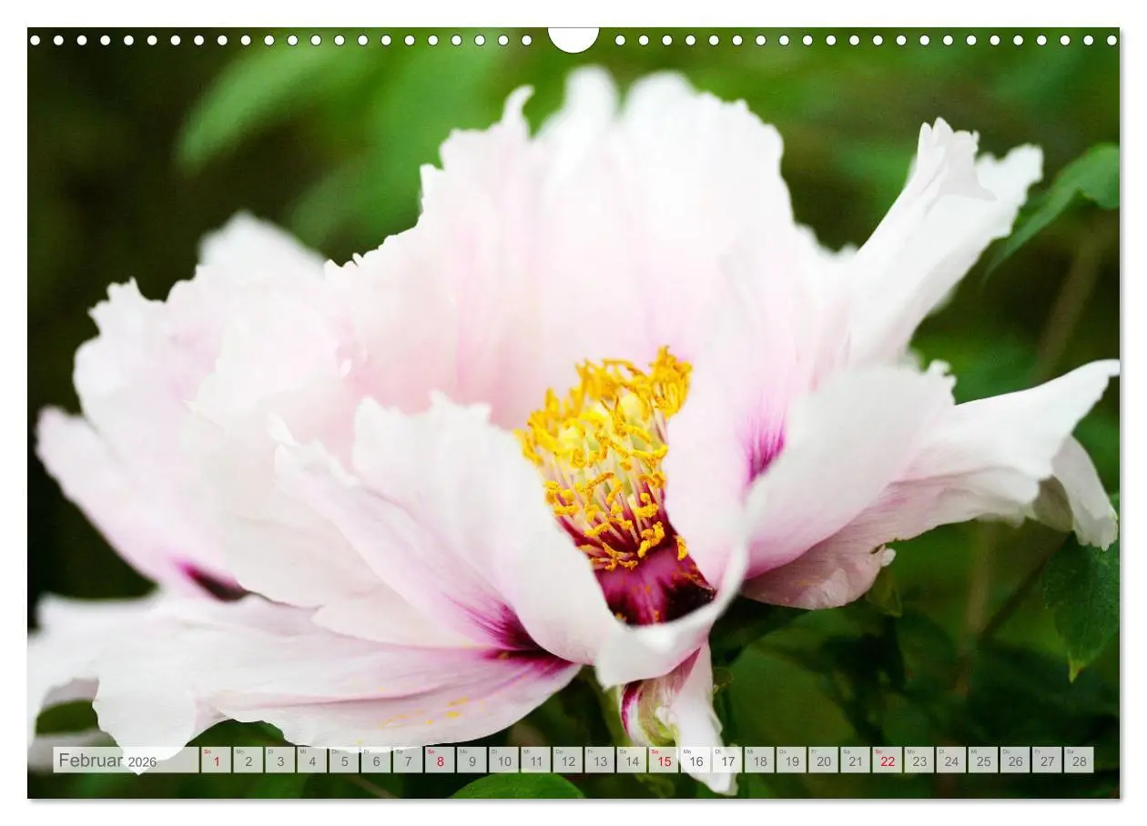 Bild: 9783457794586 | Pfingstrosenblüten (Wandkalender 2026 DIN A3 quer), CALVENDO...