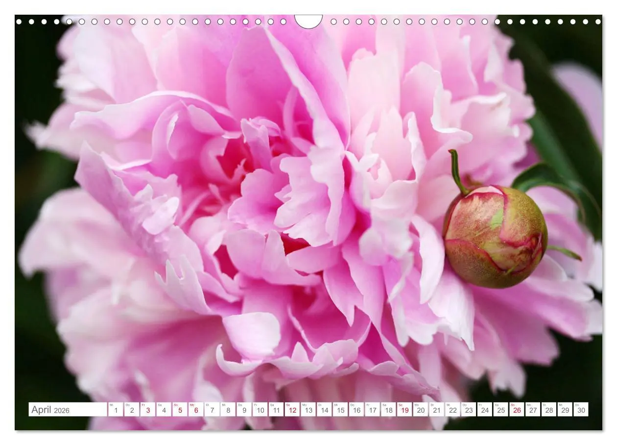Bild: 9783457794586 | Pfingstrosenblüten (Wandkalender 2026 DIN A3 quer), CALVENDO...