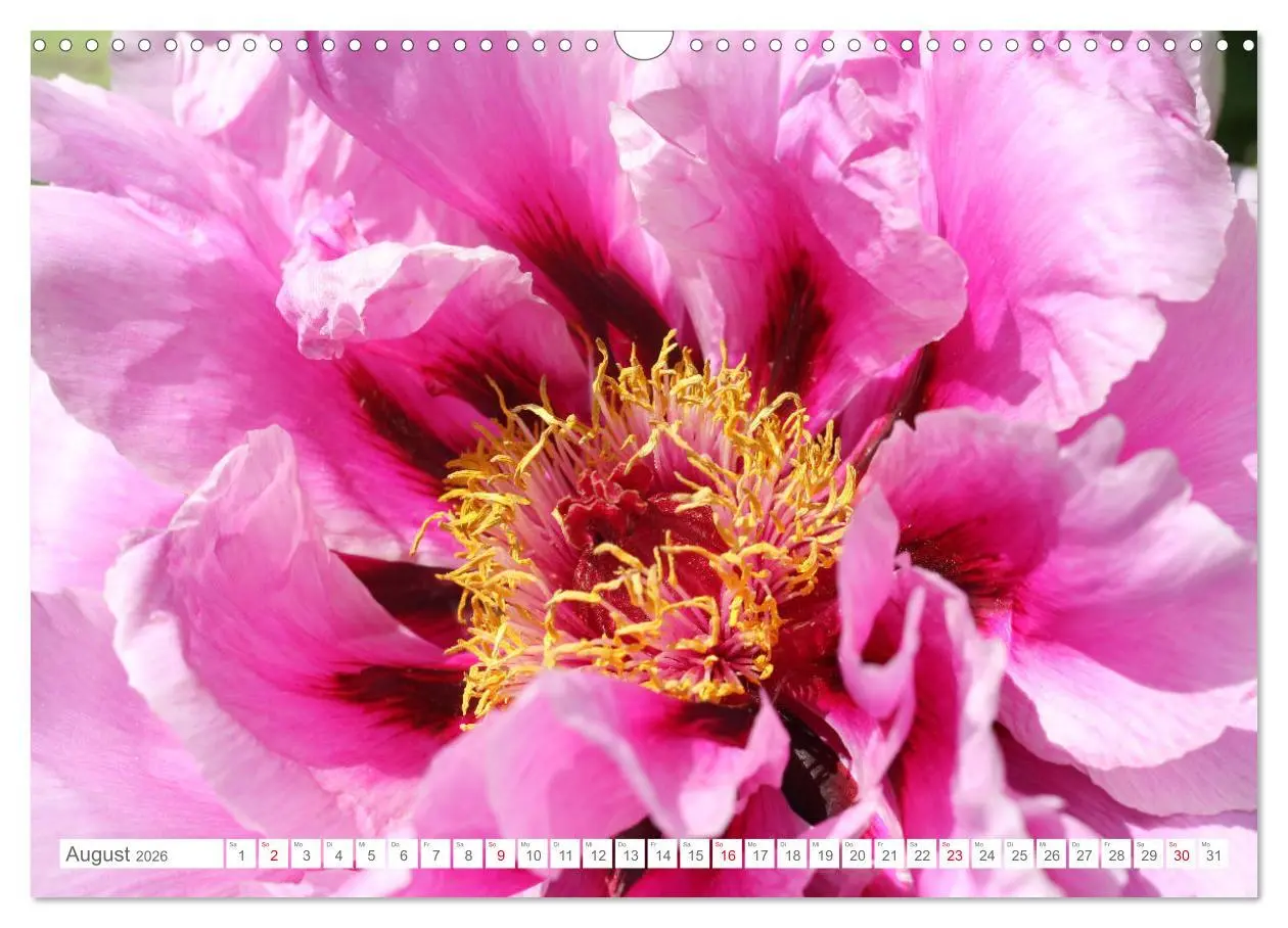 Bild: 9783457794586 | Pfingstrosenblüten (Wandkalender 2026 DIN A3 quer), CALVENDO...